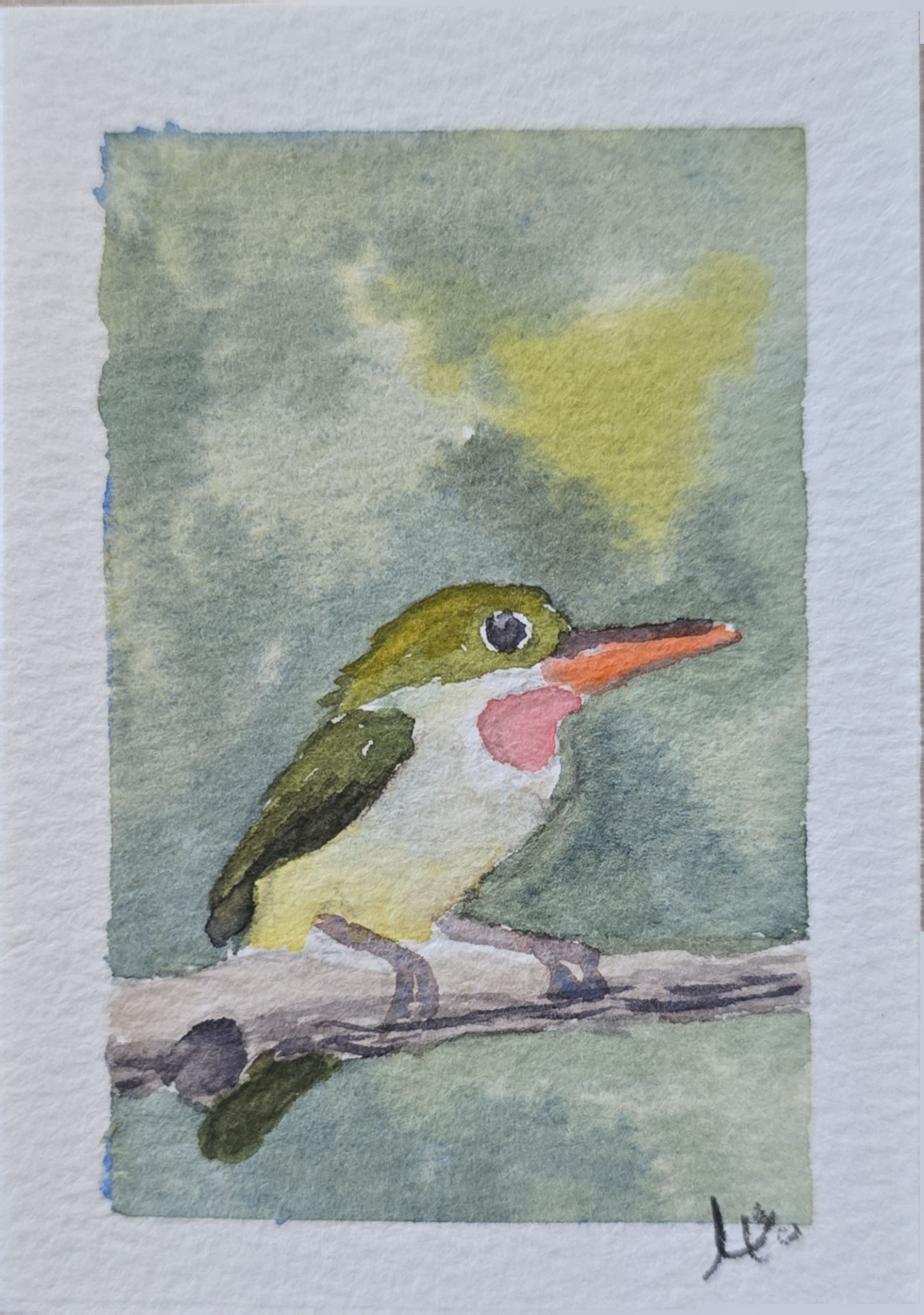 Acuarela de un san pedrito puertorriqueño posado sobre una rama, con plumaje verde, garganta rosada y pico anaranjado.